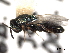  ( - CNCHYM 016798)  @13 [ ] CreativeCommons - Attribution (2012) CNC/CBG Photography Group Centre for Biodiversity Genomics