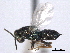  ( - CNCHYM 016799)  @13 [ ] CreativeCommons - Attribution (2012) CNC/CBG Photography Group Centre for Biodiversity Genomics