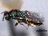  (Pteromalus elevatus - CNCHYM 016800)  @13 [ ] CreativeCommons - Attribution (2012) CNC/CBG Photography Group Centre for Biodiversity Genomics
