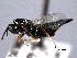  ( - CNCHYM 016801)  @12 [ ] CreativeCommons - Attribution (2012) CNC/CBG Photography Group Centre for Biodiversity Genomics