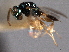  (Pteromalus gallicolus - CNCHYM 016802)  @11 [ ] CreativeCommons - Attribution (2012) CNC/CBG Photography Group Centre for Biodiversity Genomics