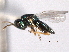  (Pteromalus microps - CNCHYM 016808)  @11 [ ] CreativeCommons - Attribution (2012) CNC/CBG Photography Group Centre for Biodiversity Genomics