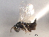  ( - CNCHYM 016834)  @11 [ ] CreativeCommons - Attribution (2012) CNC/CBG Photography Group Centre for Biodiversity Genomics