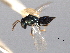  ( - CNCHYM 016835)  @11 [ ] CreativeCommons - Attribution (2012) CNC/CBG Photography Group Centre for Biodiversity Genomics