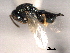  (Pteromalus sequester - CNCHYM 016836)  @11 [ ] CreativeCommons - Attribution (2012) CNC/CBG Photography Group Centre for Biodiversity Genomics