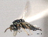  ( - CNCHYM 016837)  @11 [ ] CreativeCommons - Attribution (2012) CNC/CBG Photography Group Centre for Biodiversity Genomics