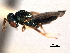  (Pteromalus thyridopterigis - CNCHYM 016838)  @11 [ ] CreativeCommons - Attribution (2012) CNC/CBG Photography Group Centre for Biodiversity Genomics