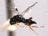  ( - CNCHYM 016845)  @11 [ ] CreativeCommons - Attribution (2012) CNC/CBG Photography Group Centre for Biodiversity Genomics