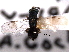  ( - CNCHYM 016846)  @11 [ ] CreativeCommons - Attribution (2012) CNC/CBG Photography Group Centre for Biodiversity Genomics