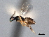  ( - CNCHYM 016847)  @11 [ ] CreativeCommons - Attribution (2012) CNC/CBG Photography Group Centre for Biodiversity Genomics