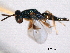  (Rhopalicus pulchripennis - CNCHYM 016851)  @11 [ ] CreativeCommons - Attribution (2012) CNC/CBG Photography Group Centre for Biodiversity Genomics