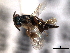  ( - CNCHYM 016854)  @11 [ ] CreativeCommons - Attribution (2012) CNC/CBG Photography Group Centre for Biodiversity Genomics