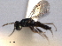  ( - CNCHYM 016862)  @11 [ ] CreativeCommons - Attribution (2012) CNC/CBG Photography Group Centre for Biodiversity Genomics