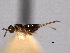  ( - CNCHYM 016864)  @11 [ ] CreativeCommons - Attribution (2012) CNC/CBG Photography Group Centre for Biodiversity Genomics