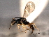  ( - CNCHYM 017081)  @11 [ ] CreativeCommons - Attribution (2012) CNC/CBG Photography Group Centre for Biodiversity Genomics