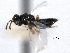  ( - CNCHYM 017088)  @11 [ ] CreativeCommons - Attribution (2012) CNC/CBG Photography Group Centre for Biodiversity Genomics