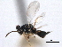  ( - CNCHYM 017089)  @11 [ ] CreativeCommons - Attribution (2012) CNC/CBG Photography Group Centre for Biodiversity Genomics