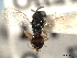  ( - CNCHYM 017093)  @11 [ ] CreativeCommons - Attribution (2012) CNC/CBG Photography Group Centre for Biodiversity Genomics