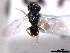  ( - CNCHYM 017095)  @11 [ ] CreativeCommons - Attribution (2012) CNC/CBG Photography Group Centre for Biodiversity Genomics