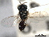  ( - CNCHYM 017096)  @11 [ ] CreativeCommons - Attribution (2012) CNC/CBG Photography Group Centre for Biodiversity Genomics