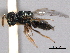  ( - CNCHYM 017097)  @11 [ ] CreativeCommons - Attribution (2012) CNC/CBG Photography Group Centre for Biodiversity Genomics