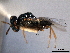  ( - CNCHYM 017100)  @11 [ ] CreativeCommons - Attribution (2012) CNC/CBG Photography Group Centre for Biodiversity Genomics