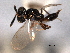  ( - CNCHYM 017103)  @11 [ ] CreativeCommons - Attribution (2012) CNC/CBG Photography Group Centre for Biodiversity Genomics