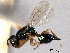  (Sphegigaster aurata - CNCHYM 017106)  @11 [ ] CreativeCommons - Attribution (2012) CNC/CBG Photography Group Centre for Biodiversity Genomics
