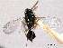  ( - CNCHYM 017107)  @11 [ ] CreativeCommons - Attribution (2012) CNC/CBG Photography Group Centre for Biodiversity Genomics