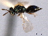  ( - CNCHYM 017111)  @11 [ ] CreativeCommons - Attribution (2012) CNC/CBG Photography Group Centre for Biodiversity Genomics
