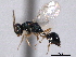  ( - CNCHYM 017112)  @11 [ ] CreativeCommons - Attribution (2012) CNC/CBG Photography Group Centre for Biodiversity Genomics