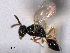  (Sphegigaster cracentis - CNCHYM 017114)  @11 [ ] CreativeCommons - Attribution (2012) CNC/CBG Photography Group Centre for Biodiversity Genomics