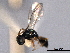  ( - CNCHYM 017115)  @11 [ ] CreativeCommons - Attribution (2012) CNC/CBG Photography Group Centre for Biodiversity Genomics