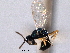  ( - CNCHYM 017116)  @11 [ ] CreativeCommons - Attribution (2012) CNC/CBG Photography Group Centre for Biodiversity Genomics