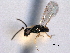  ( - CNCHYM 017117)  @11 [ ] CreativeCommons - Attribution (2012) CNC/CBG Photography Group Centre for Biodiversity Genomics