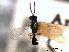  ( - CNCHYM 017118)  @11 [ ] CreativeCommons - Attribution (2012) CNC/CBG Photography Group Centre for Biodiversity Genomics