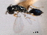  ( - CNCHYM 017119)  @11 [ ] CreativeCommons - Attribution (2012) CNC/CBG Photography Group Centre for Biodiversity Genomics