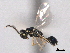  ( - CNCHYM 017120)  @11 [ ] CreativeCommons - Attribution (2012) CNC/CBG Photography Group Centre for Biodiversity Genomics