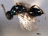  ( - CNCHYM 017122)  @11 [ ] CreativeCommons - Attribution (2012) CNC/CBG Photography Group Centre for Biodiversity Genomics