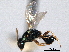  (Sphegigaster - CNCHYM 017124)  @11 [ ] CreativeCommons - Attribution (2012) CNC/CBG Photography Group Centre for Biodiversity Genomics