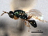  ( - CNCHYM 017125)  @11 [ ] CreativeCommons - Attribution (2012) CNC/CBG Photography Group Centre for Biodiversity Genomics