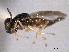  ( - CNCHYM 017144)  @11 [ ] CreativeCommons - Attribution (2012) CNC/CBG Photography Group Centre for Biodiversity Genomics