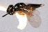  ( - CNCHYM 017145)  @11 [ ] CreativeCommons - Attribution (2012) CNC/CBG Photography Group Centre for Biodiversity Genomics