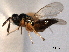  ( - CNCHYM 017147)  @11 [ ] CreativeCommons - Attribution (2012) CNC/CBG Photography Group Centre for Biodiversity Genomics