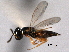  ( - CNCHYM 017148)  @11 [ ] CreativeCommons - Attribution (2012) CNC/CBG Photography Group Centre for Biodiversity Genomics