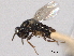  ( - CNCHYM 017160)  @11 [ ] CreativeCommons - Attribution (2012) CNC/CBG Photography Group Centre for Biodiversity Genomics