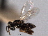  ( - CNCHYM 017163)  @11 [ ] CreativeCommons - Attribution (2012) CNC/CBG Photography Group Centre for Biodiversity Genomics