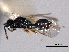  ( - CNCHYM 017164)  @11 [ ] CreativeCommons - Attribution (2012) CNC/CBG Photography Group Centre for Biodiversity Genomics