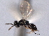  ( - CNCHYM 017165)  @11 [ ] CreativeCommons - Attribution (2012) CNC/CBG Photography Group Centre for Biodiversity Genomics
