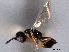  ( - CNCHYM 017167)  @11 [ ] CreativeCommons - Attribution (2012) CNC/CBG Photography Group Centre for Biodiversity Genomics